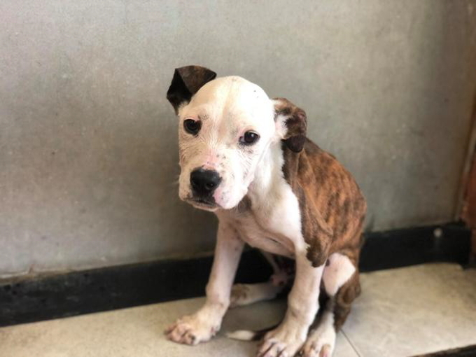 Aninais que están no Refuxio de animais de Cambados Aninais que están no Refuxio de animais de Cambados