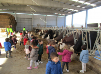 Os nenos e nenas do EIM O Bosque visitan a unha granxa bovina para achegarse ao mundo animal