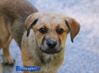 Aninais que están no Refuxio de animais de Cambados Aninais que están no Refuxio de animais de Cambados