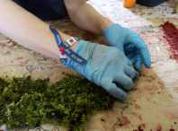 A asociación de alfombristas amesá elaborou a súa propia alfombra floral