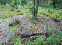 Plantación de frondosas