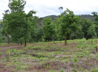 Parcela municipal repoboada no Bosque Animado