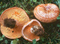 Boa acollida da saída micolóxica organizada pola Aula da Natureza Boa acollida da saída micolóxica organizada pola Aula da Natureza