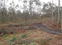 Comezan os traballos de plantación de árbores frondosas caducifolias nas faixas de seguridade de Ames