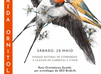 A Aula da Natureza organiza o sábado 28 unha saída ornitolóxica ás dunas de Corrubedo e ás lagoas de Carregal e Vixián