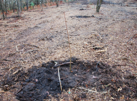 Máis de 5.000 árbores plantadas e 20 hectáreas repoboadas co plan de prevención de lumes dende 2017