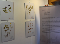 Imaxe da exposición "O herbario de Rosalía"