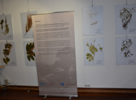 Imaxe da exposición "O herbario de Rosalía"