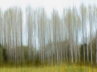Primeiro premio da categoría artística - "Impresionismo natural" (José Luis Gigirey)