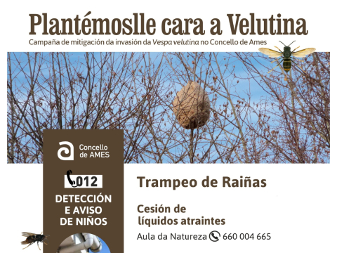 O Concello pon en marcha unha nova campaña para minimizar a expansión da avespa velutina