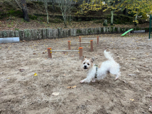 O Concello de Ames comeza o acondicionamento dos parques caninos do Milladoiro e Bertamiráns O Concello de Ames comeza o acondicionamento dos parques caninos do Milladoiro e Bertamiráns